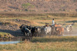 A herd of cattles in the afternoon, Chobe waterfront, Namibia, Africa