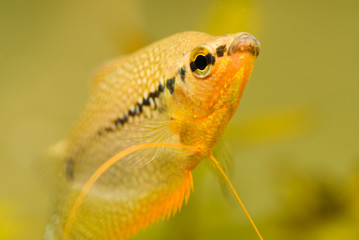 Canvas Print - Closeup of Pearl gourami Trichopodus leerii freshwater aquarium fish in fish tank. Aquaria concept