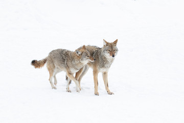 two coyotes canis latrans isolated on white background walking and hunting in the winter snow in can