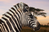 Fototapeta Konie - A closeup view of a Zebra head in the steppe of the great national park Serengeti in the African Tanzania. In the background a big tree, out of focus with beautiful bokeh.