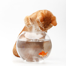 Cute Red Cat Plays With A Gold Decorative Fish In A Round Aquarium.