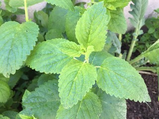 Canvas Print - Lemon balm leaves plant