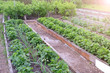 Farm homestead with garden beds landings onion, strawberry and berries bushes. Plants of vegetables and berries growing in open ground. Gardening and farming concept.
