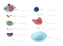 Cell Illustration For School Book. Differentiated Parts