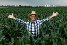 Senior Farmer Standing In Corn Field With Arms Outstretched.