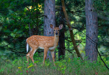 White-tailed Deer Fawn Walking In The Forest In The Early Summer In Canada