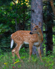 White-tailed deer fawn walking in the forest in the early summer in Canada