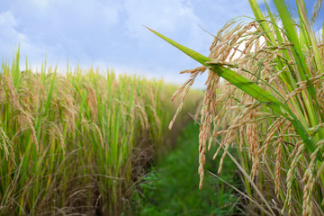 The beautiful rice field in Thailand, southeast Asia.