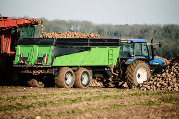 Wall Mural - harvest beets in the fields in autumn