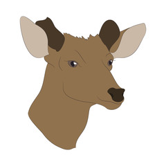 Wall Mural - deer portrait, color drawing vector