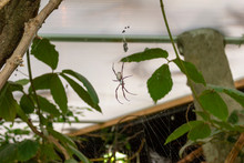 Top View Golden Orb-weaving Nephila Plumipes Spider Female Sitting On A Spiderweb