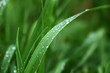 © pictures_for_you - Fresh green grass on summer meadow in water drops after rain