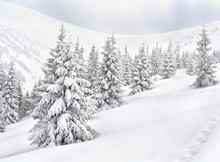Winter Landscape Of Mountains With Of Fir Tree Forest In Snow With Path During Snowfall. Carpathian Mountains