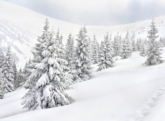 Wall Mural - winter landscape of mountains with of fir tree forest in snow with path during snowfall. carpathian 