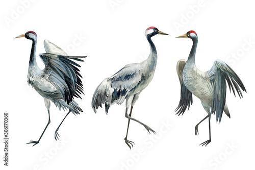 Obrazy żurawie  zestaw-pieknych-ptakow-zurawia-na-na-bialym-tle-akwarela-ilustracja