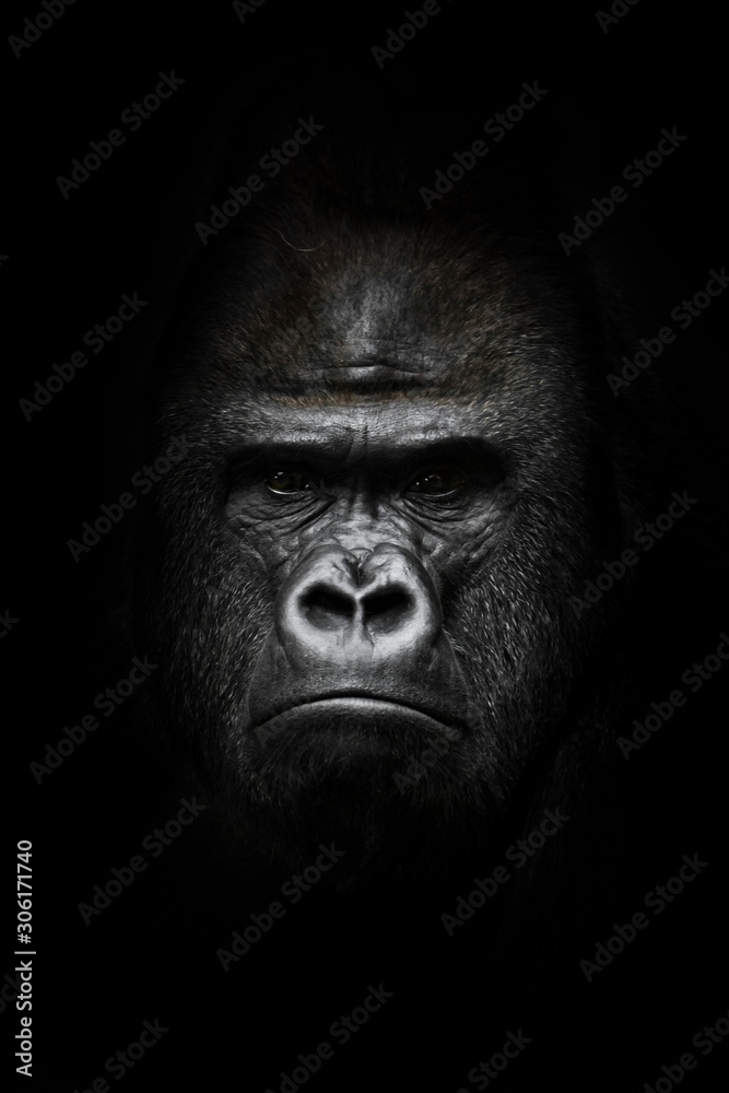 face  in the dark. Portrait of a powerful dominant male gorilla , stern face. isolated black background. - obrazy, fototapety, plakaty 