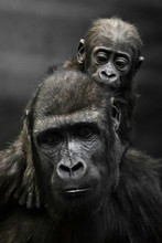 Gorilla Mother's Head  And Cute Little Gorilla Baby On Her Neck Hugs Her Legs.