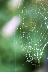 Wet spider web in rain drops. Summer nature details.