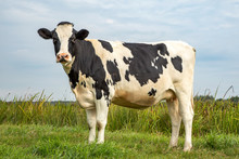 Black And White Cow, Standing On Green Grass In A Meadow, In The Netherlands, Friesian Holstein And A Blue Sky.