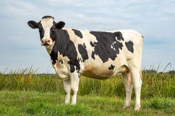 Wall Mural - Black and white cow, standing on green grass in a meadow, in the Netherlands, friesian holstein and a blue sky.