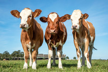 Three Young Cows In A Row, Side By Side, Standing Upright In A Green Meadow