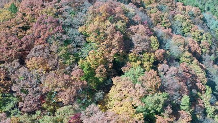 Wall Mural - Aerial view of beautiful Japan autumn at lake Kawaguchiko with red leaves