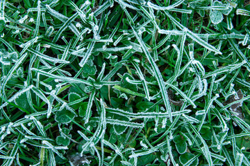 Wall Mural - Frozen grass in nature, detail and cold winter