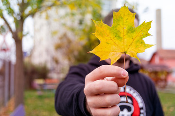 Wall Mural - Beautiful autumn maple leaf on tree in park.