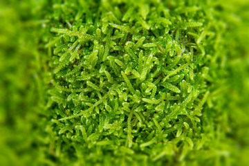 Wall Mural - The texture of tree bark with moss. Old tall trees with moss in forest. Trees with green leaves in forest.