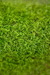 Wall Mural - The texture of tree bark with moss. Old tall trees with moss in forest. Trees with green leaves in forest.