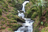 Fototapeta Las - Waterfall in the forest 