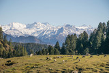 Fototapeta Krajobraz - A sunny morning in the foothills of Himalayas