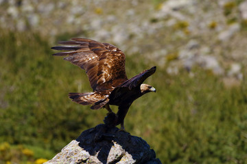 Sticker - The golden eagle (Aquila chrysaetos) sitting on the rock. Male golden eagle in the Spanish mountains with prey and raised wings. Big eagle with mountain in the background.