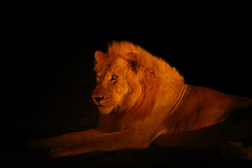 Sticker - The Southern lion (Panthera leo melanochaita) also as the East-Southern African lion or Eastern-Southern African lion or Panthera leo kruegeri.Big male hidden in the darkness.