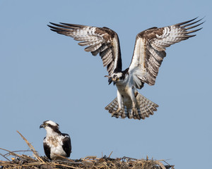 Wall Mural - An Osprey landing in its nest with wings spread.