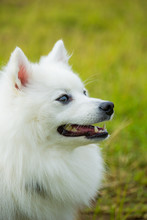 Japanese Spitz White Dog