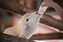 Hand With Bottle Milk Feeding Baby Sheep.