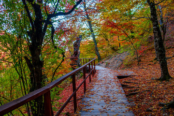 Canvas Print - Autumn forest