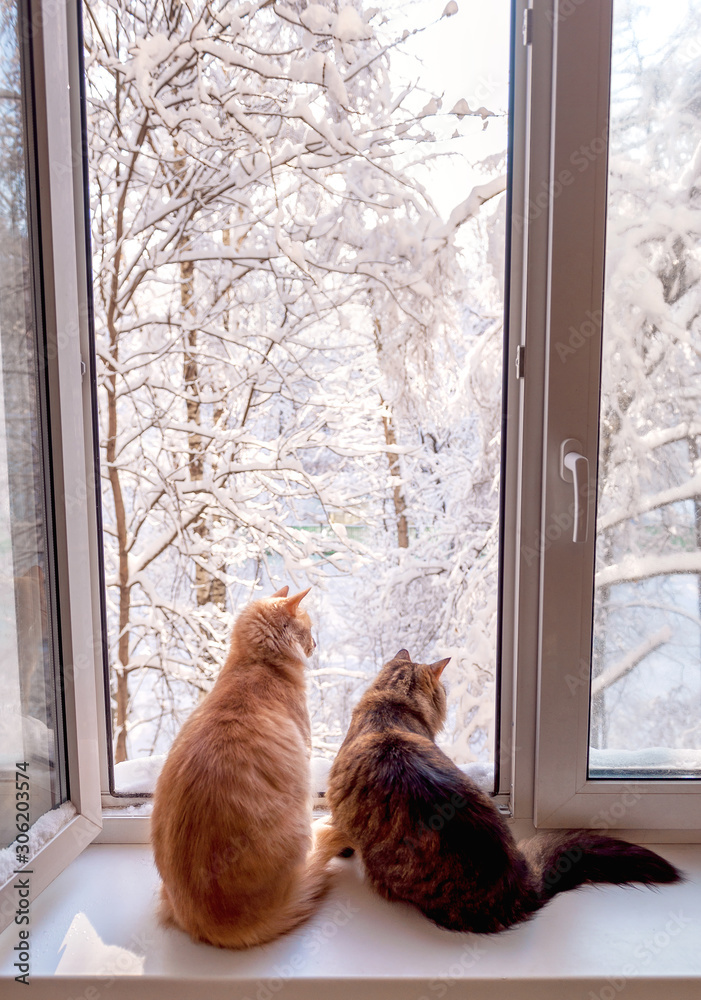Two cats are sitting on the windowsill and looking out the