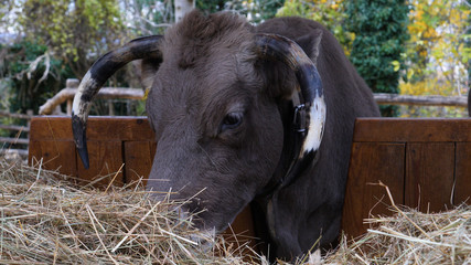 Cow and bull in natural green field eating grass.