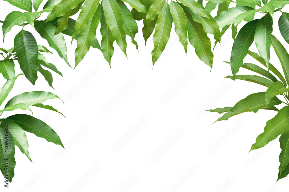 Fresh Mango Green Leaves Isolated on White Background with Clipping ...