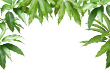 Fresh Mango Green Leaves Isolated On White Background With Clipping Path