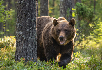 Wall Mural - adult male of brown bear in the pine forest. scientific name: ursus arctos. natural habitat.