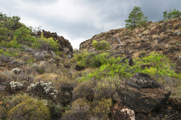 Mountain vegetation on the Mediterranean coast