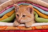 Fototapeta Koty - Cute ginger tabby kitten looking from beneath a colorful towel heap