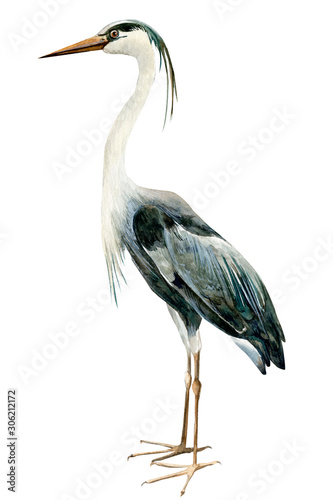 Fotografía heron birds on isolated white background, watercolor illustration