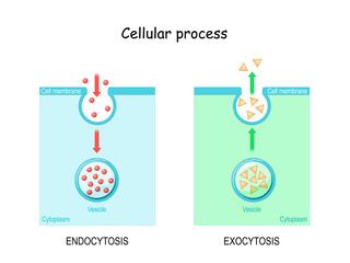 Wall Mural - difference between exocytosis and endocytosis.