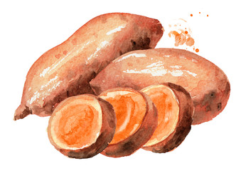 Whole and cut raw sweet potato batat. Watercolor hand drawn illustration, isolated on white background