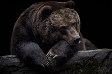 close-up of a brown kamchatka bear (ursus arctos beringianus) lying on a rock and isolated on a dark