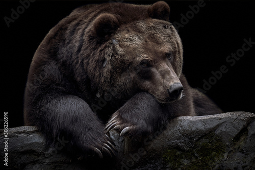 Cuadros en Lienzo Close-up of a brown Kamchatka bear (Ursus arctos beringianus) lying on a rock an